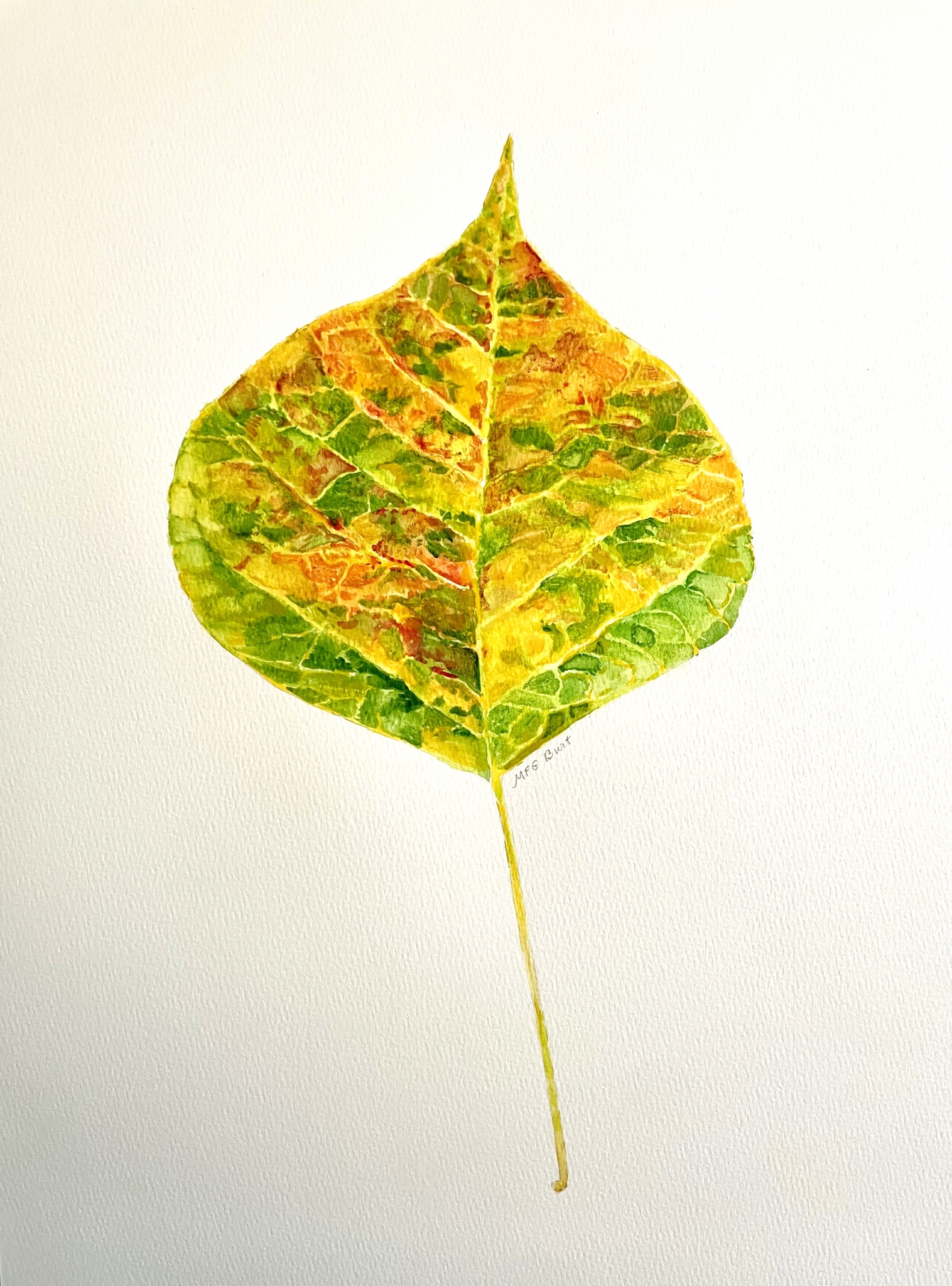 Chinese Tallow Green by M.F.G. BURT
